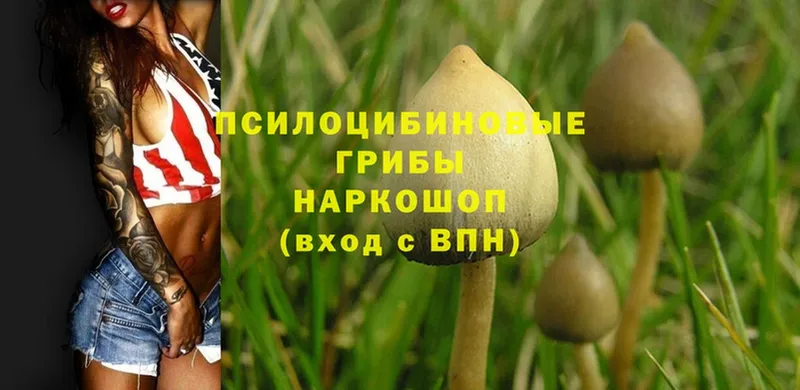 Псилоцибиновые грибы Psilocybine cubensis  Канаш 